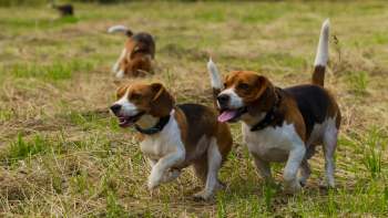 Beagles in a field.