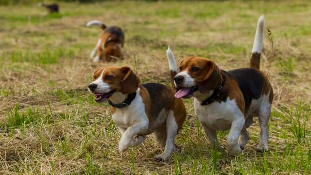 Beagles in a field.