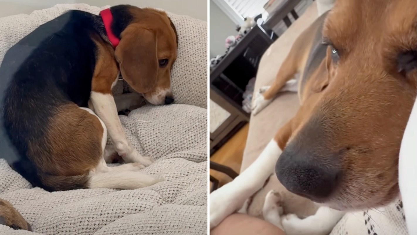 A beagle resting on a couch, looking cozy with its head resting on a soft blanket.
