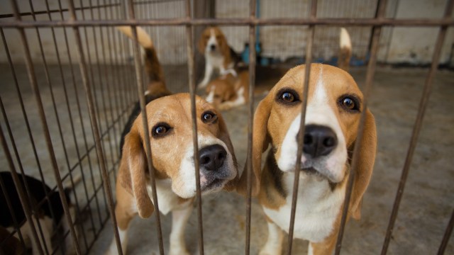 Two beagle dogs looking out from behind the bars of a kennel, with other dogs resting in the background.
