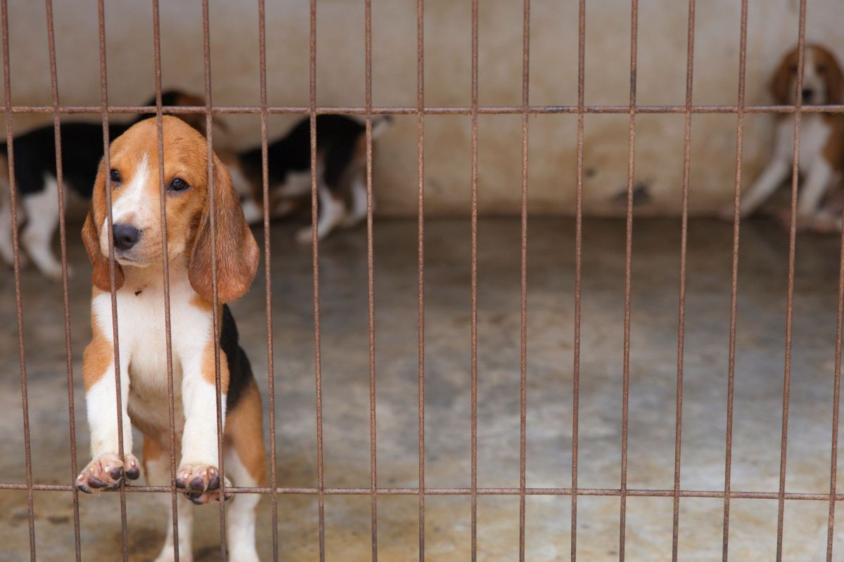 A beagle puppy peeks through the bars of a cage, with other dogs visible in the background.