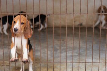 A beagle puppy peeks through the bars of a cage, with other dogs visible in the background.