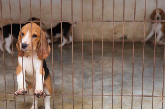 A beagle puppy peeks through the bars of a cage, with other dogs visible in the background.