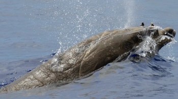 A large beaked whale surfacing from the ocean with a splash.