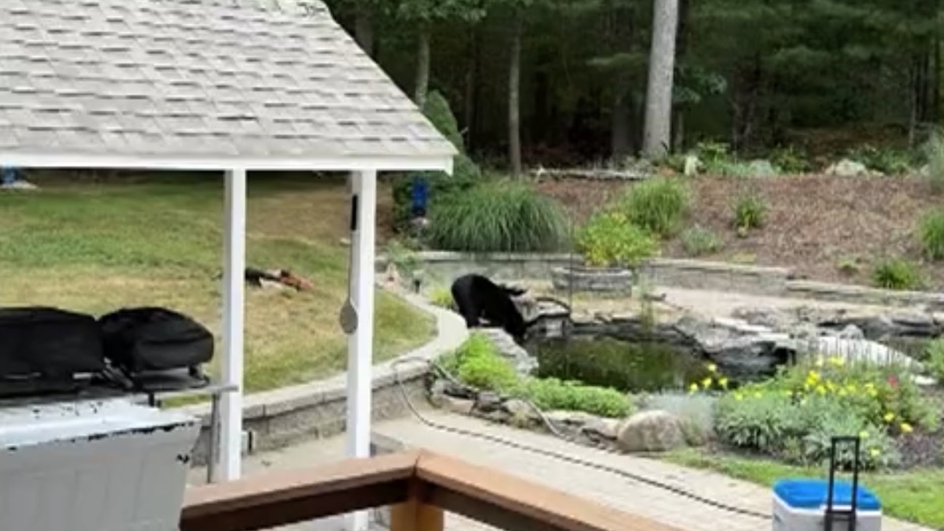 Rhode Island man says 'good morning' when a black bear wanders in and drinks from his koi pond