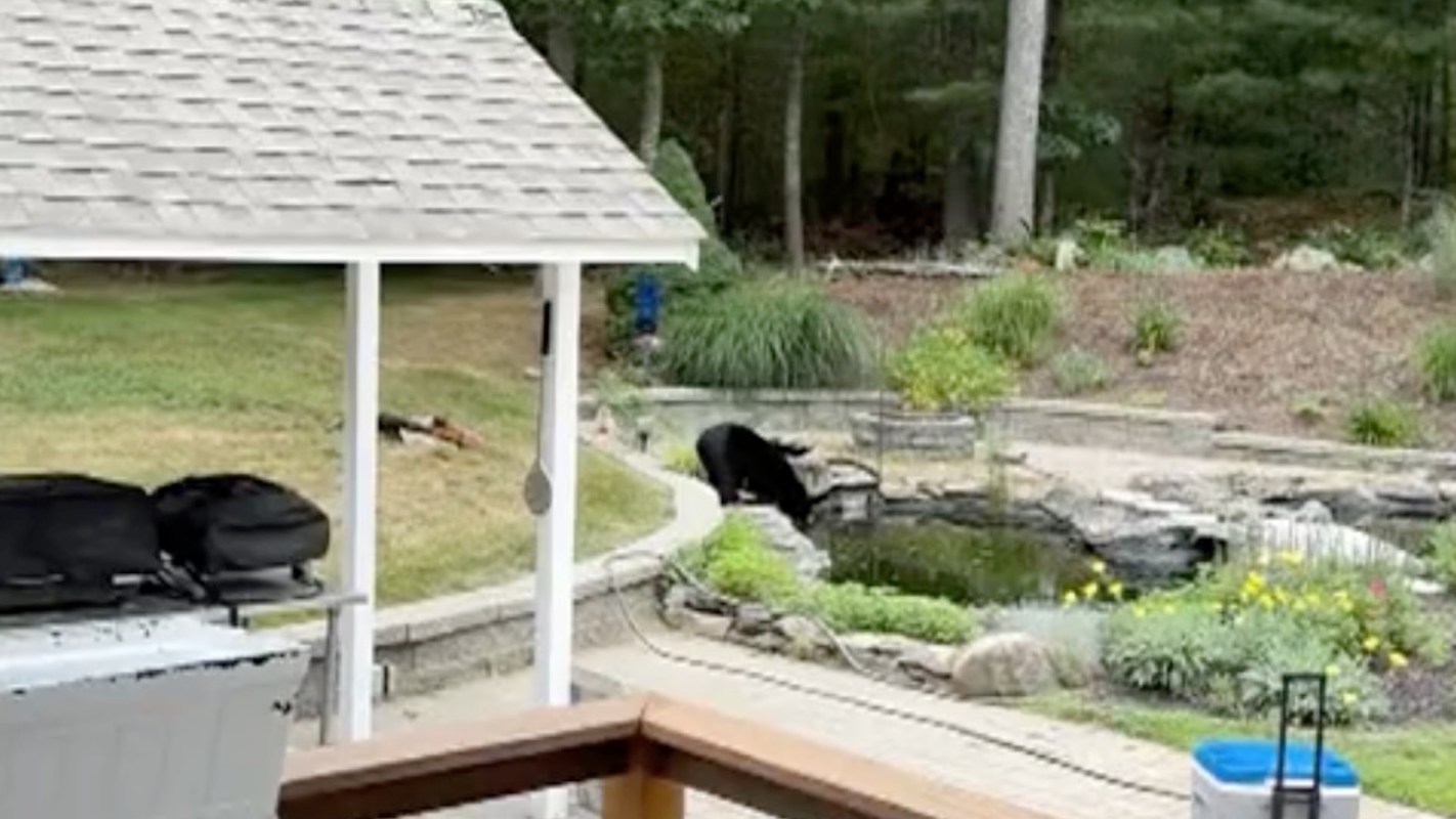 A black bear is sipping from a pond surrounded by greenery in a residential backyard.
