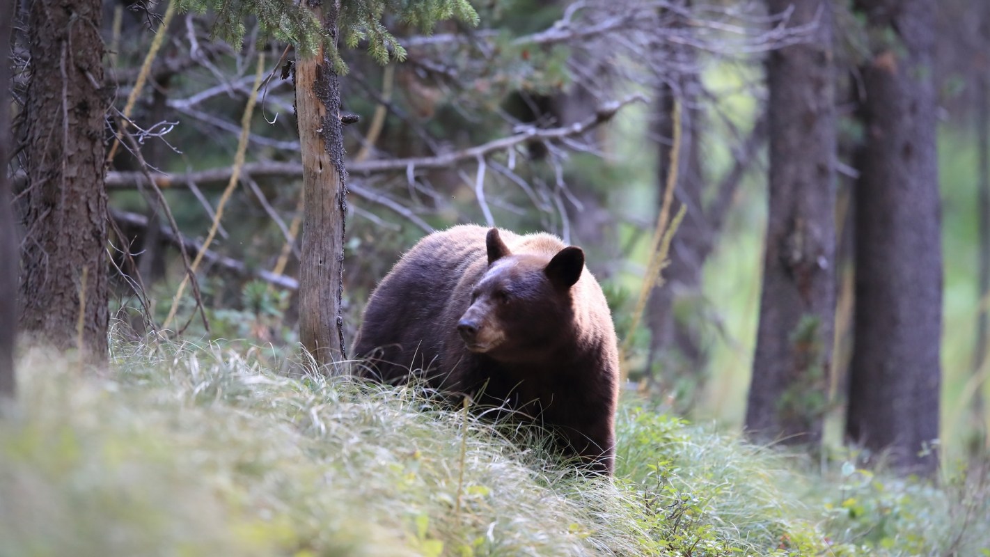 A brown bear walking through a forest with tall grass and trees in the background.