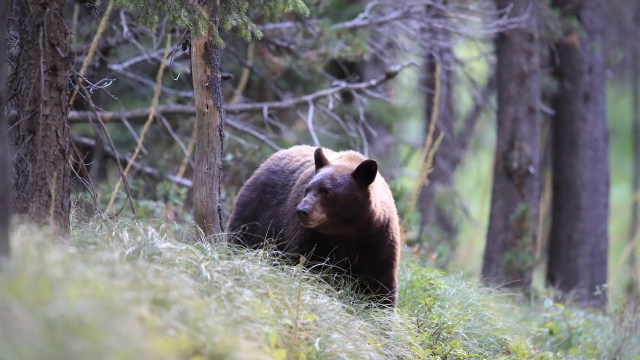 A brown bear walking through a forest with tall grass and trees in the background.