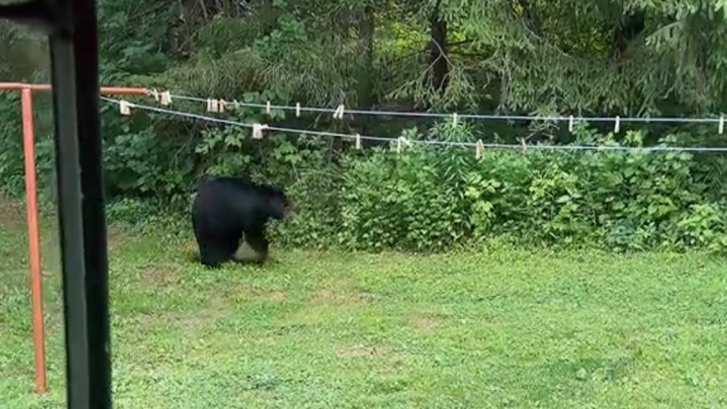 A black bear walking through a yard with a clothesline.