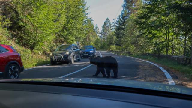 Several cars stop and wait for a bear crossing a two-lane road surrounded by trees.