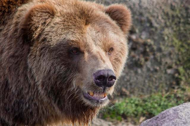 A close-up of a grizzly bear's face, baring its teeth and showcasing its fur and strong features.