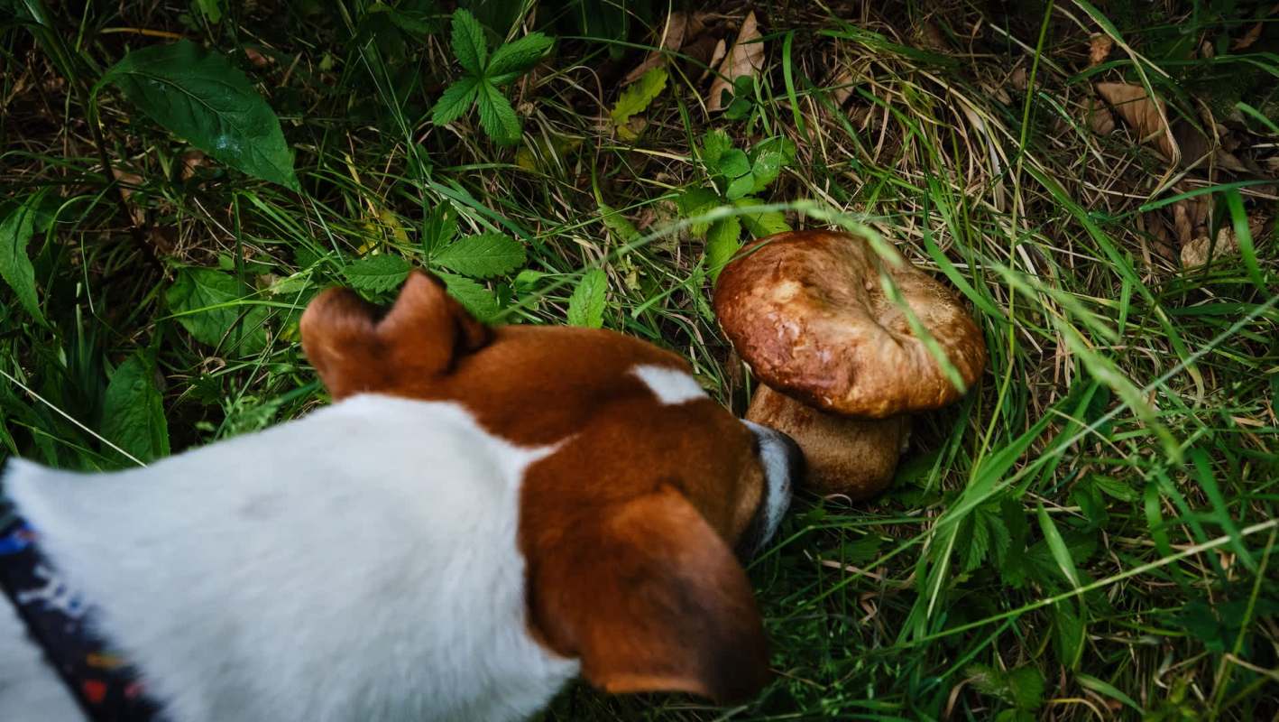 A dog curiously sniffs a large mushroom growing in a grassy area.