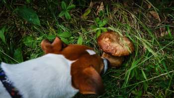 A dog curiously sniffs a large mushroom growing in a grassy area.
