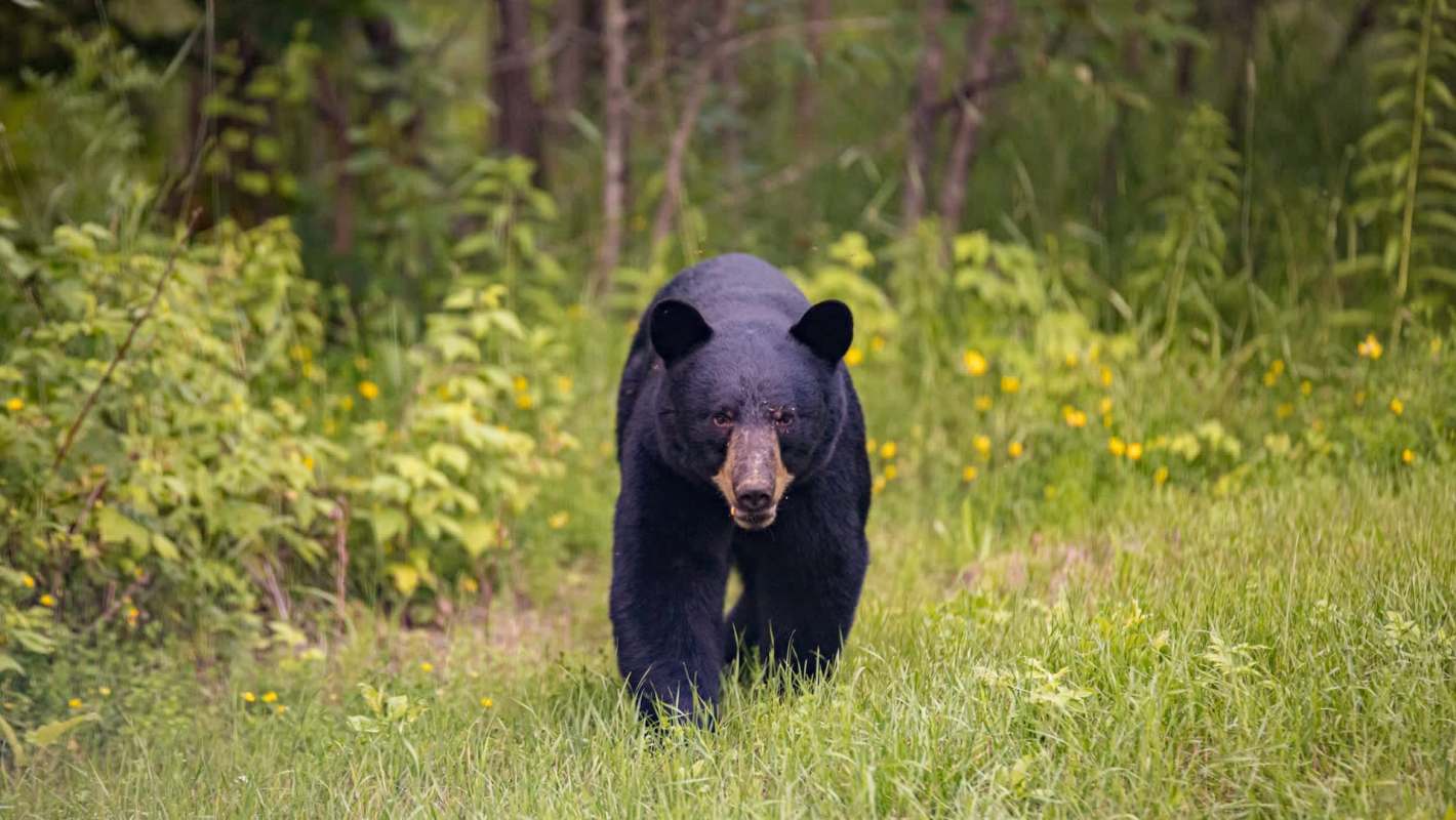 A black bear walks through a grassy area surrounded by greenery and yellow wildflowers.