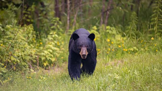 A black bear walks through a grassy area surrounded by greenery and yellow wildflowers.