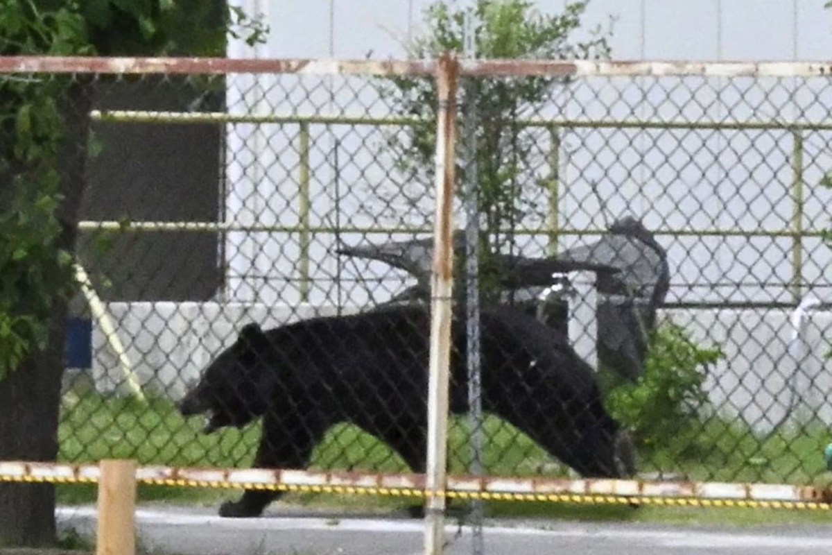 A black bear walking past a fenced area.