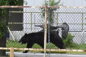 A black bear walking past a fenced area.