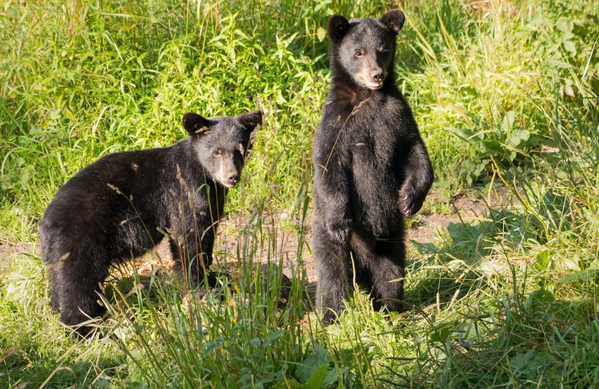 Two black bear cubs are standing among tall grass, one is upright while the other is looking to the side.