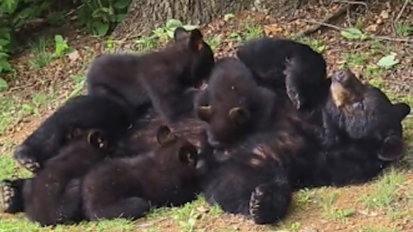 A group of playful black bear cubs cuddles against their mother in a grassy area.