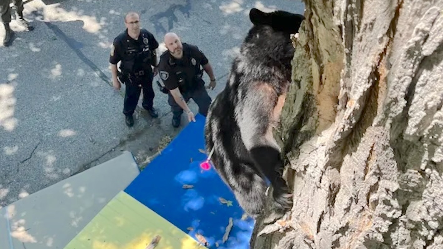A black bear with a dart embedded in it is lowered from a tree as two officers look on, with colorful tarps on the ground.