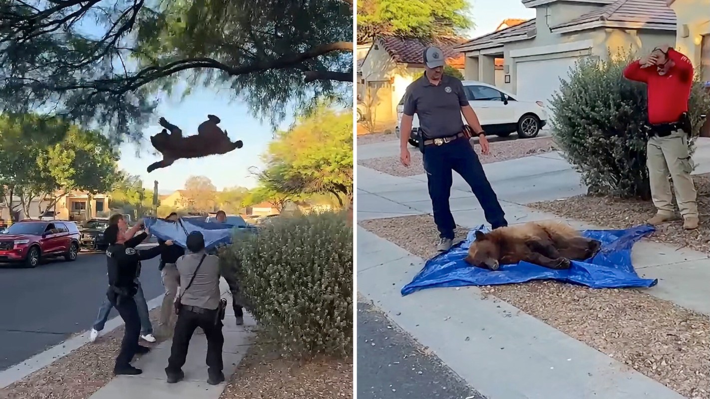 A bear is being rescued by a group of people who are catching it with a tarp after it falls from a tree.