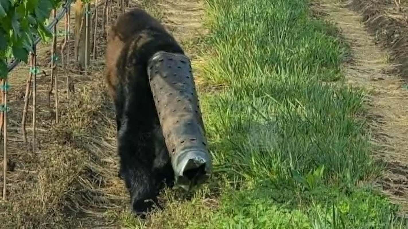 A bear with a large plastic container stuck on its head wanders through a grassy area beside vineyard rows.