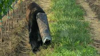 A bear with a large plastic container stuck on its head wanders through a grassy area beside vineyard rows.