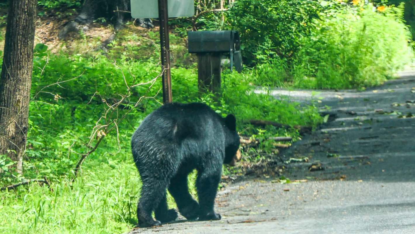 A black bear walking along a rural road surrounded by green vegetation.