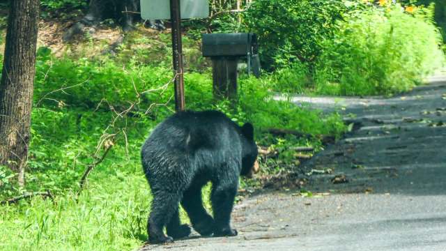 A black bear walking along a rural road surrounded by green vegetation.