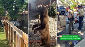 A bear standing on its hind legs in a yard, while wildlife officers prepare to transport it safely.