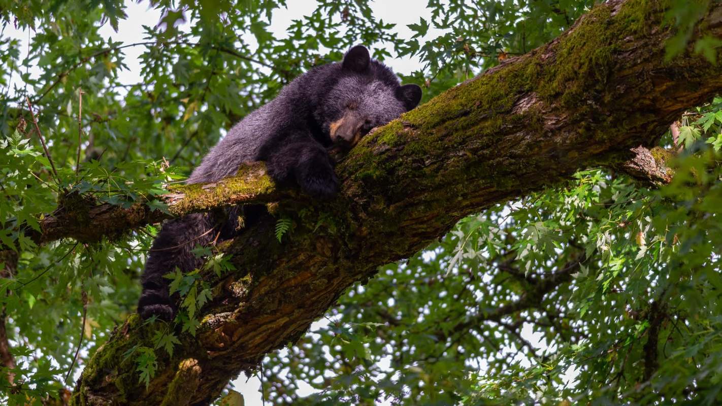 A black bear sleeps peacefully on a moss-covered branch among lush green leaves.