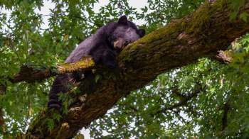 A black bear sleeps peacefully on a moss-covered branch among lush green leaves.
