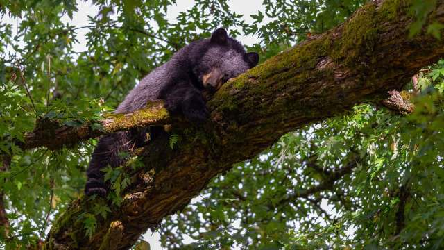 A black bear sleeps peacefully on a moss-covered branch among lush green leaves.