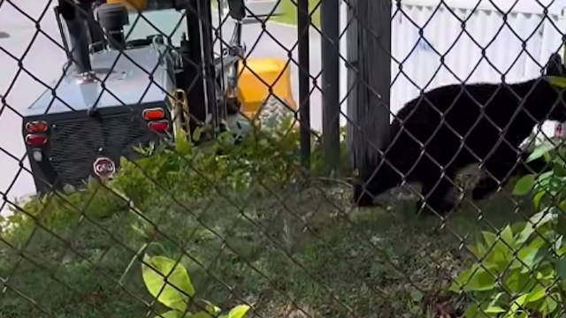 A black bear walking near a fence with a vehicle in the background.