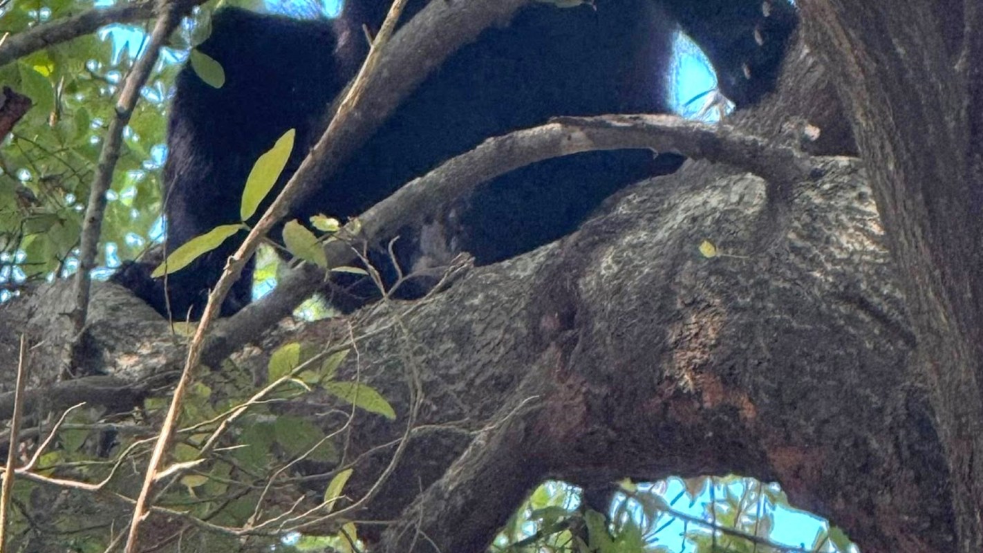 A black bear in a tree.