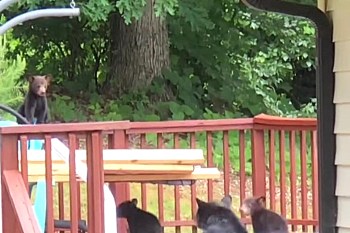 A group of black bear cubs exploring a wooden deck surrounded by trees.