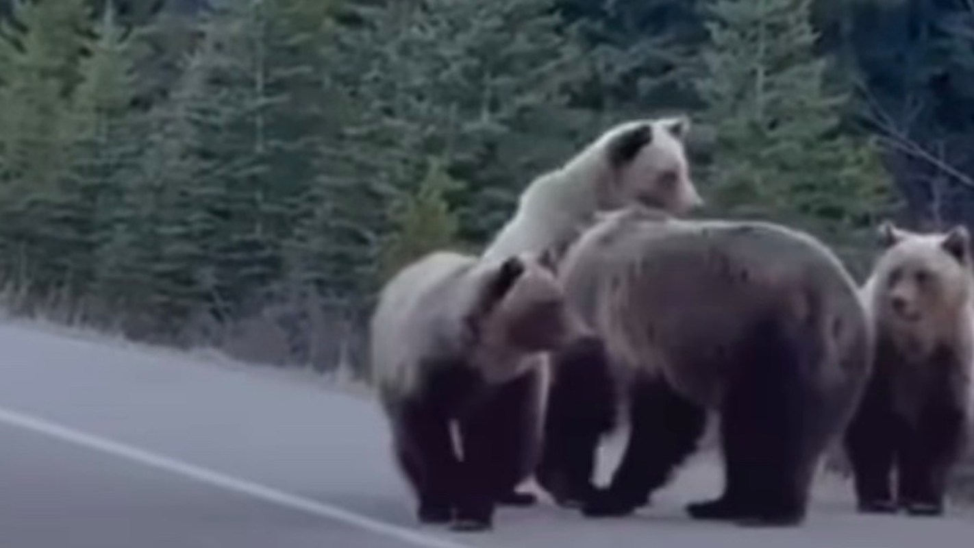 Three grizzly bears standing on a road, surrounded by evergreen trees.