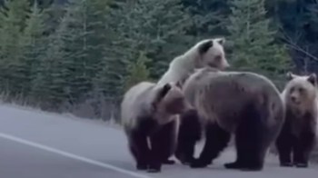 Three grizzly bears standing on a road, surrounded by evergreen trees.