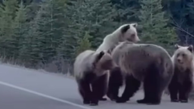 Three grizzly bears standing on a road, surrounded by evergreen trees.