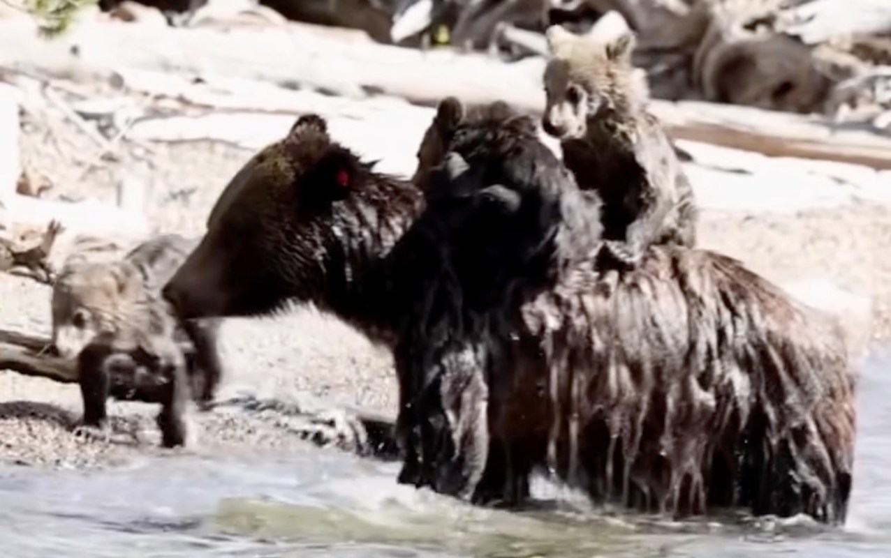 A mother bear with two cubs on her back playing in shallow water by the shoreline, with another cub nearby.