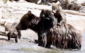A mother bear with two cubs on her back playing in shallow water by the shoreline, with another cub nearby.