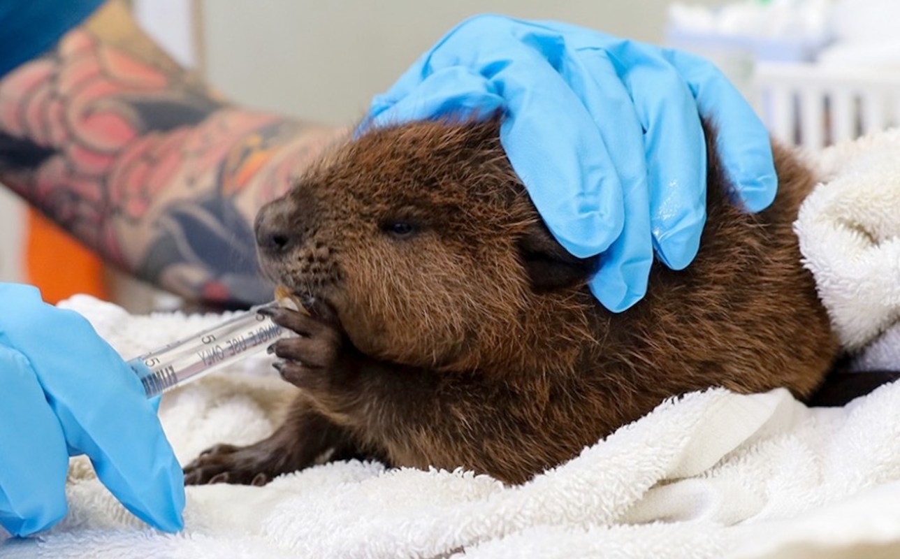 A baby beaver being cared for by a person in blue gloves, holding a syringe while resting on a towel.