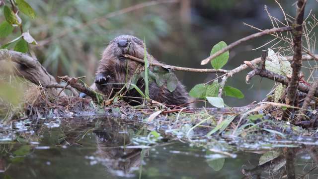 A beaver with a twig in its mouth in water.