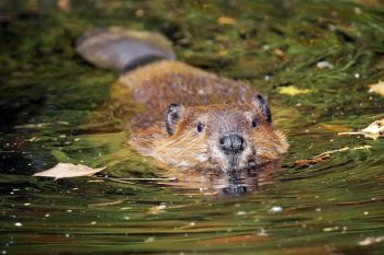 A beaver swimming in water.