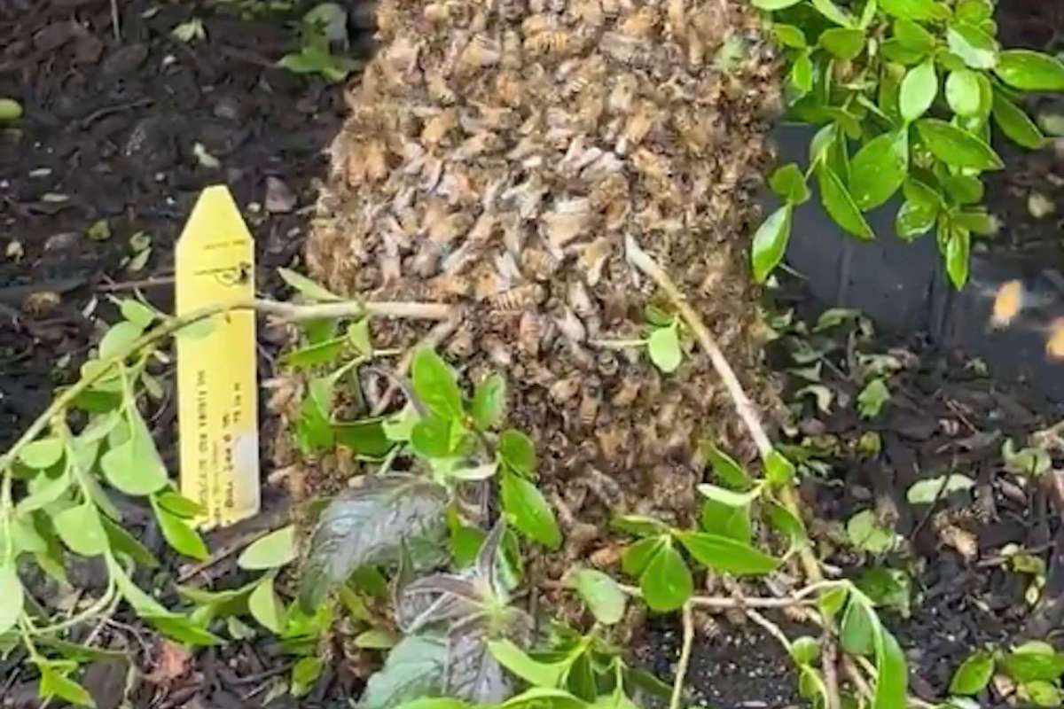 Bees covering a tree branch with leaves and a yellow tag.