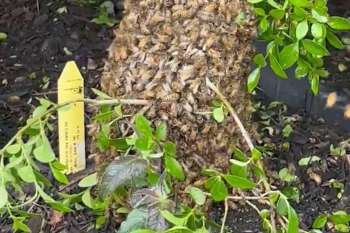 Bees covering a tree branch with leaves and a yellow tag.