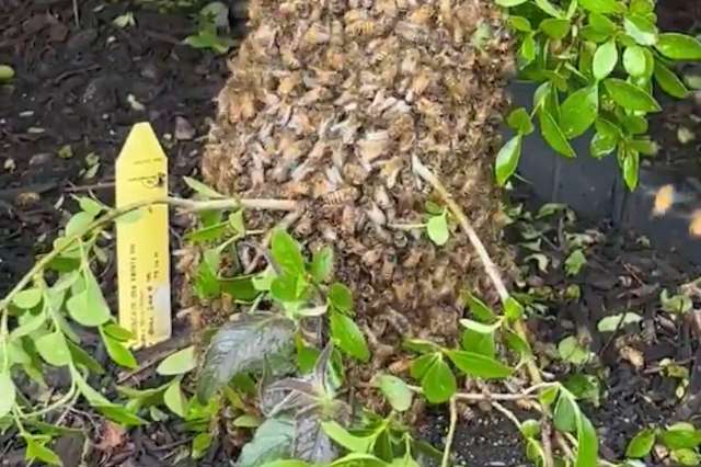 Bees covering a tree branch with leaves and a yellow tag.
