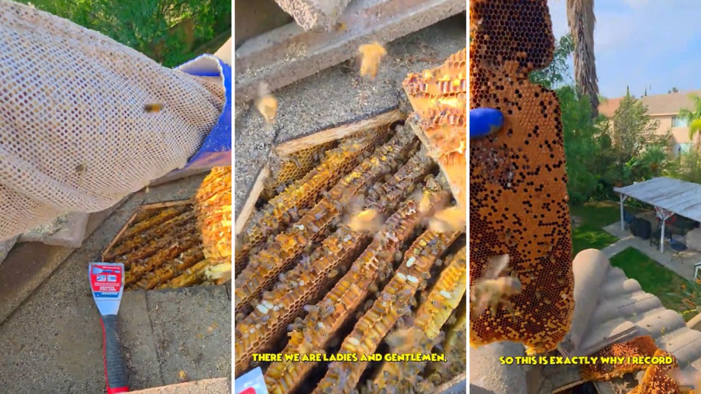 A beekeeper inspects honeycomb frames with bees swarming around.