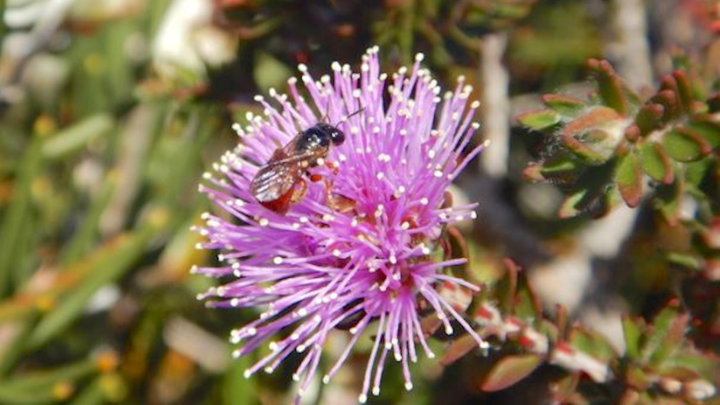 A close-up of a bee on a vibrant purple flower with delicate white filaments.