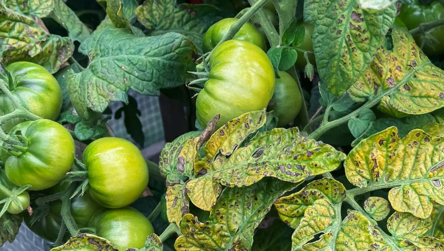 Green tomatoes growing among yellowing, spotted leaves in a garden setting.